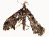  ( - CBG-A54433-G10)  @11 [ ] CreativeCommons - Attribution Share - Alike (2024) CBG Photography Group Centre for Biodiversity Genomics