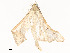  (Herpetogramma Malaise4434 - CBG-A54434-D01)  @11 [ ] CreativeCommons - Attribution Share - Alike (2024) CBG Photography Group Centre for Biodiversity Genomics