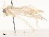 ( - CBG-A54434-E03)  @11 [ ] CreativeCommons - Attribution Share - Alike (2024) CBG Photography Group Centre for Biodiversity Genomics