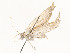  (Neurophyseta Malaise4434 - CBG-A54434-E07)  @11 [ ] CreativeCommons - Attribution Share - Alike (2024) CBG Photography Group Centre for Biodiversity Genomics