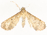 ( - CBG-A54435-G03)  @11 [ ] CreativeCommons - Attribution Share - Alike (2024) CBG Photography Group Centre for Biodiversity Genomics