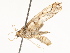  ( - CBG-A54435-G05)  @11 [ ] CreativeCommons - Attribution Share - Alike (2024) CBG Photography Group Centre for Biodiversity Genomics