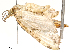  ( - CBG-A54435-G06)  @11 [ ] CreativeCommons - Attribution Share - Alike (2024) CBG Photography Group Centre for Biodiversity Genomics