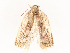  ( - CBG-A54435-H08)  @11 [ ] CreativeCommons - Attribution Share - Alike (2024) CBG Photography Group Centre for Biodiversity Genomics