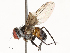  ( - CBG-A54436-B12)  @11 [ ] CreativeCommons - Attribution Share - Alike (2024) CBG Photography Group Centre for Biodiversity Genomics