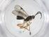  (Glyptapanteles Malaise8329 - CBG-A56040-D12)  @11 [ ] CreativeCommons - Attribution Share - Alike (2024) Centre for Biodiversity Genomics Centre for Biodiversity Genomics