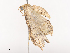  ( - CBG-A36879-B11)  @11 [ ] CreativeCommons - Attribution Share - Alike (2024) CBG Photography Group Centre for Biodiversity Genomics