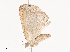  ( - CBG-A36879-E08)  @11 [ ] CreativeCommons - Attribution Share - Alike (2024) CBG Photography Group Centre for Biodiversity Genomics