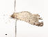 ( - CBG-A36879-F02)  @11 [ ] CreativeCommons - Attribution Share - Alike (2024) CBG Photography Group Centre for Biodiversity Genomics