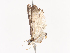  ( - CBG-A36879-H06)  @11 [ ] CreativeCommons - Attribution Share - Alike (2024) CBG Photography Group Centre for Biodiversity Genomics