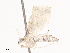  (Blepharomastix Malaise9173 - CBG-A36880-C09)  @11 [ ] CreativeCommons - Attribution Share - Alike (2024) CBG Photography Group Centre for Biodiversity Genomics