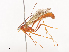  ( - CBG-A36880-G04)  @11 [ ] CreativeCommons - Attribution Share - Alike (2024) CBG Photography Group Centre for Biodiversity Genomics
