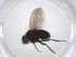  (Phytomyptera Malaise9394 - CBG-A37119-C01)  @11 [ ] CreativeCommons - Attribution Share - Alike (2024) Centre for Biodiversity Genomics Centre for Biodiversity Genomics