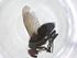  (Phytomyptera Janzen8511 - CBG-A37127-H07)  @11 [ ] CreativeCommons - Attribution Share - Alike (2024) Centre for Biodiversity Genomics Centre for Biodiversity Genomics
