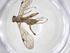  (Zonopimpla Malaiase7921 - CBG-A37282-H02)  @11 [ ] CreativeCommons - Attribution Share - Alike (2024) Centre for Biodiversity Genomics Centre for Biodiversity Genomics