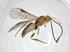 (Bracon Malaise5572 - CBG-A37359-H10)  @11 [ ] CreativeCommons - Attribution Share - Alike (2024) Centre for Biodiversity Genomics Centre for Biodiversity Genomics