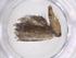  (Stenoma Malaise5762 - CBG-A38083-H02)  @11 [ ] CreativeCommons - Attribution Share - Alike (2024) Centre for Biodiversity Genomics Centre for Biodiversity Genomics