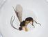  (Centistes Malaise7812 - CBG-A38125-E11)  @11 [ ] CreativeCommons - Attribution Share - Alike (2024) Centre for Biodiversity Genomics Centre for Biodiversity Genomics
