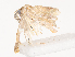  ( - CBG-A38530-H09)  @11 [ ] CreativeCommons - Attribution Share - Alike (2024) CBG Photography Group Centre for Biodiversity Genomics