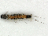  ( - CBG-A38531-H11)  @11 [ ] CreativeCommons - Attribution (2024) CBG Photography Group Centre for Biodiversity Genomics