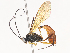  ( - CBG-A38533-A03)  @11 [ ] CreativeCommons - Attribution Share - Alike (2024) CBG Photography Group Centre for Biodiversity Genomics