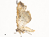  ( - CBG-A38533-B03)  @11 [ ] CreativeCommons - Attribution Share - Alike (2024) CBG Photography Group Centre for Biodiversity Genomics