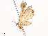 ( - CBG-A38533-B05)  @11 [ ] CreativeCommons - Attribution Share - Alike (2024) CBG Photography Group Centre for Biodiversity Genomics