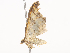  (Psaliodes crassinota292 - CBG-A38533-B06)  @11 [ ] CreativeCommons - Attribution Share - Alike (2024) CBG Photography Group Centre for Biodiversity Genomics