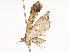  ( - CBG-A38533-C01)  @11 [ ] CreativeCommons - Attribution Share - Alike (2024) CBG Photography Group Centre for Biodiversity Genomics