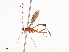  ( - CBG-A38533-C04)  @11 [ ] CreativeCommons - Attribution Share - Alike (2024) CBG Photography Group Centre for Biodiversity Genomics