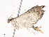  ( - CBG-A38533-C08)  @11 [ ] CreativeCommons - Attribution Share - Alike (2024) CBG Photography Group Centre for Biodiversity Genomics
