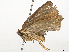  ( - CBG-A38534-F06)  @11 [ ] CreativeCommons - Attribution Share-Alike (2024) CBG Photography Group Centre for Biodiversity Genomics