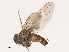  ( - CBG-A38535-H01)  @11 [ ] CreativeCommons - Attribution Share - Alike (2024) CBG Photography Group Centre for Biodiversity Genomics