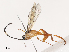  ( - CBG-A38535-H02)  @11 [ ] CreativeCommons - Attribution Share - Alike (2024) CBG Photography Group Centre for Biodiversity Genomics