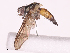  (Cryptomeigenia Malaise5606 - CBG-A38550-A04)  @11 [ ] CreativeCommons - Attribution Share - Alike (2024) CBG Photography Group Centre for Biodiversity Genomics
