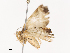  ( - CBG-A38551-F08)  @11 [ ] CreativeCommons - Attribution Share - Alike (2024) CBG Photography Group Centre for Biodiversity Genomics