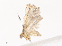  ( - CBG-A38551-H04)  @11 [ ] CreativeCommons - Attribution Share - Alike (2024) CBG Photography Group Centre for Biodiversity Genomics