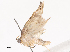  ( - CBG-A38551-H11)  @11 [ ] CreativeCommons - Attribution Share - Alike (2024) CBG Photography Group Centre for Biodiversity Genomics