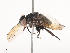  ( - CBG-A38552-C03)  @11 [ ] CreativeCommons - Attribution Share - Alike (2024) CBG Photography Group Centre for Biodiversity Genomics