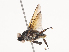 ( - CBG-A38552-C04)  @11 [ ] CreativeCommons - Attribution Share - Alike (2024) CBG Photography Group Centre for Biodiversity Genomics