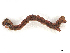  ( - CBG-A38552-H08)  @11 [ ] CreativeCommons - Attribution Share-Alike (2024) CBG Photography Group Centre for Biodiversity Genomics