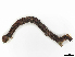  ( - CBG-A38553-H11)  @11 [ ] CreativeCommons - Attribution Share-Alike (2024) CBG Photography Group Centre for Biodiversity Genomics