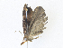  ( - CBG-A38555-C11)  @11 [ ] CreativeCommons - Attribution Share - Alike (2024) CBG Photography Group Centre for Biodiversity Genomics