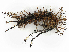  ( - CBG-A38556-H04)  @11 [ ] CreativeCommons - Attribution Share-Alike (2024) CBG Photography Group Centre for Biodiversity Genomics