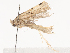  ( - CBG-A38557-C08)  @11 [ ] CreativeCommons - Attribution Share - Alike (2024) CBG Photography Group Centre for Biodiversity Genomics