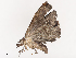  ( - CBG-A38558-A06)  @11 [ ] CreativeCommons - Attribution Share - Alike (2024) CBG Photography Group Centre for Biodiversity Genomics