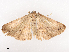  ( - CBG-A38558-A12)  @11 [ ] CreativeCommons - Attribution Share - Alike (2024) CBG Photography Group Centre for Biodiversity Genomics