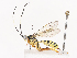  ( - CBG-A38558-D12)  @11 [ ] CreativeCommons - Attribution Share - Alike (2024) CBG Photography Group Centre for Biodiversity Genomics