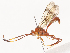  ( - CBG-A38559-B04)  @11 [ ] CreativeCommons - Attribution Share - Alike (2024) CBG Photography Group Centre for Biodiversity Genomics