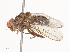  (Ormia Malaise8238 - CBG-A38559-C03)  @11 [ ] CreativeCommons - Attribution Share - Alike (2024) CBG Photography Group Centre for Biodiversity Genomics
